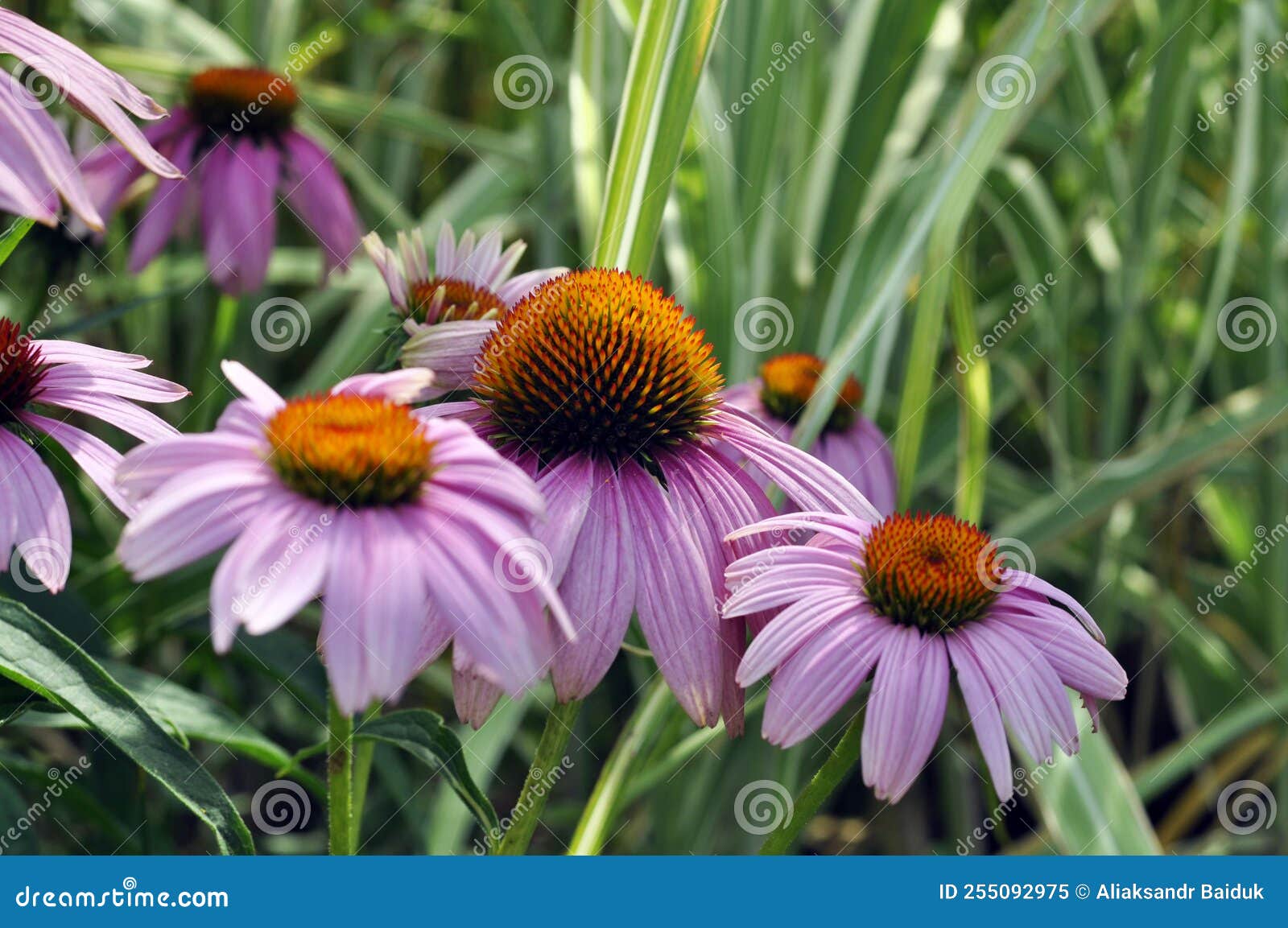 Echinacea Purpurea, on a Background of Green Grass Stock Image Image