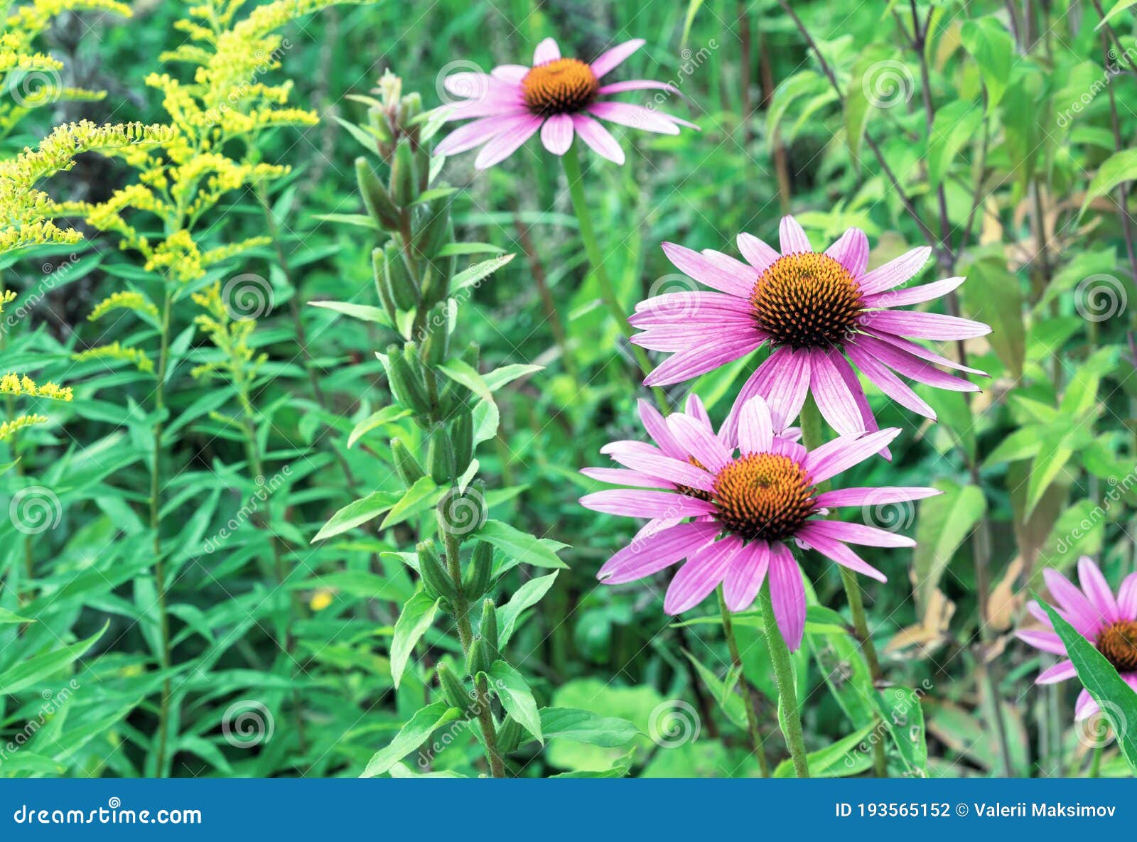 Echinacea Purpurea Bloom Eastern Purple Coneflower or Purple Coneflower