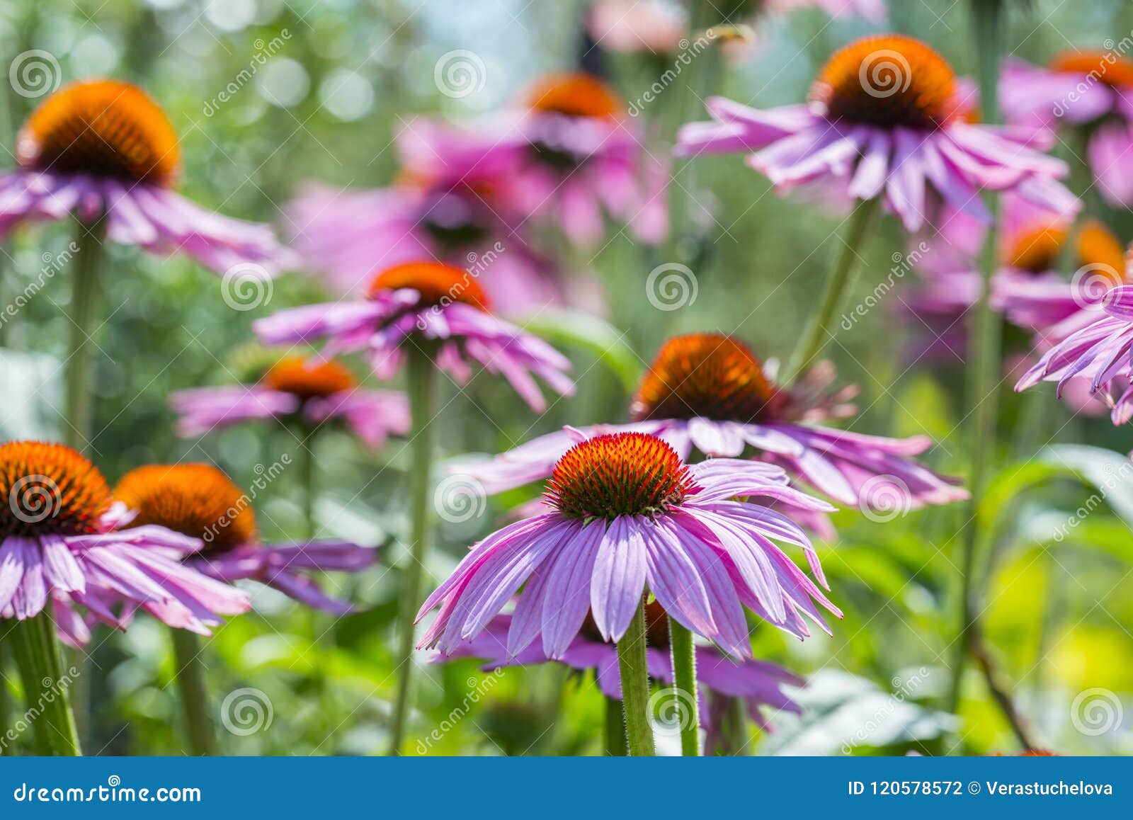 Echinacea Purpurea Coneflower Stock Photo Image of colors, animal