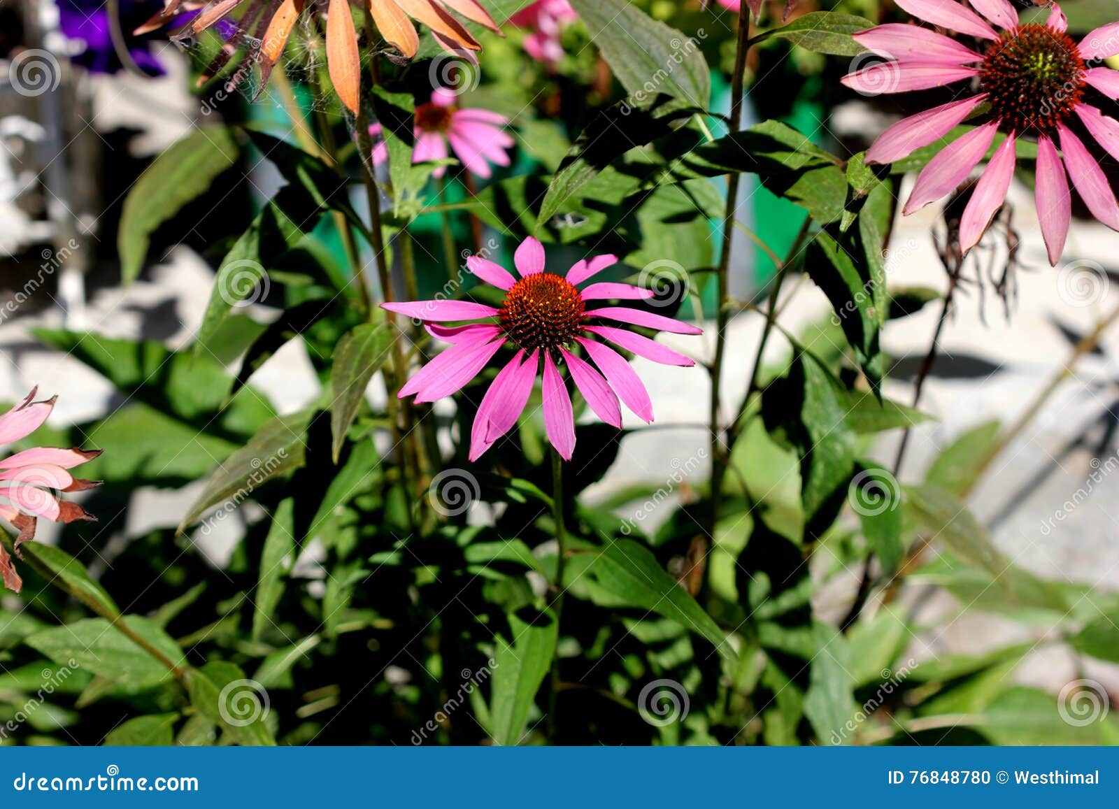 Echinacea Purpurea, Coneflower Porpora Fotografia Stock - Immagine di ...