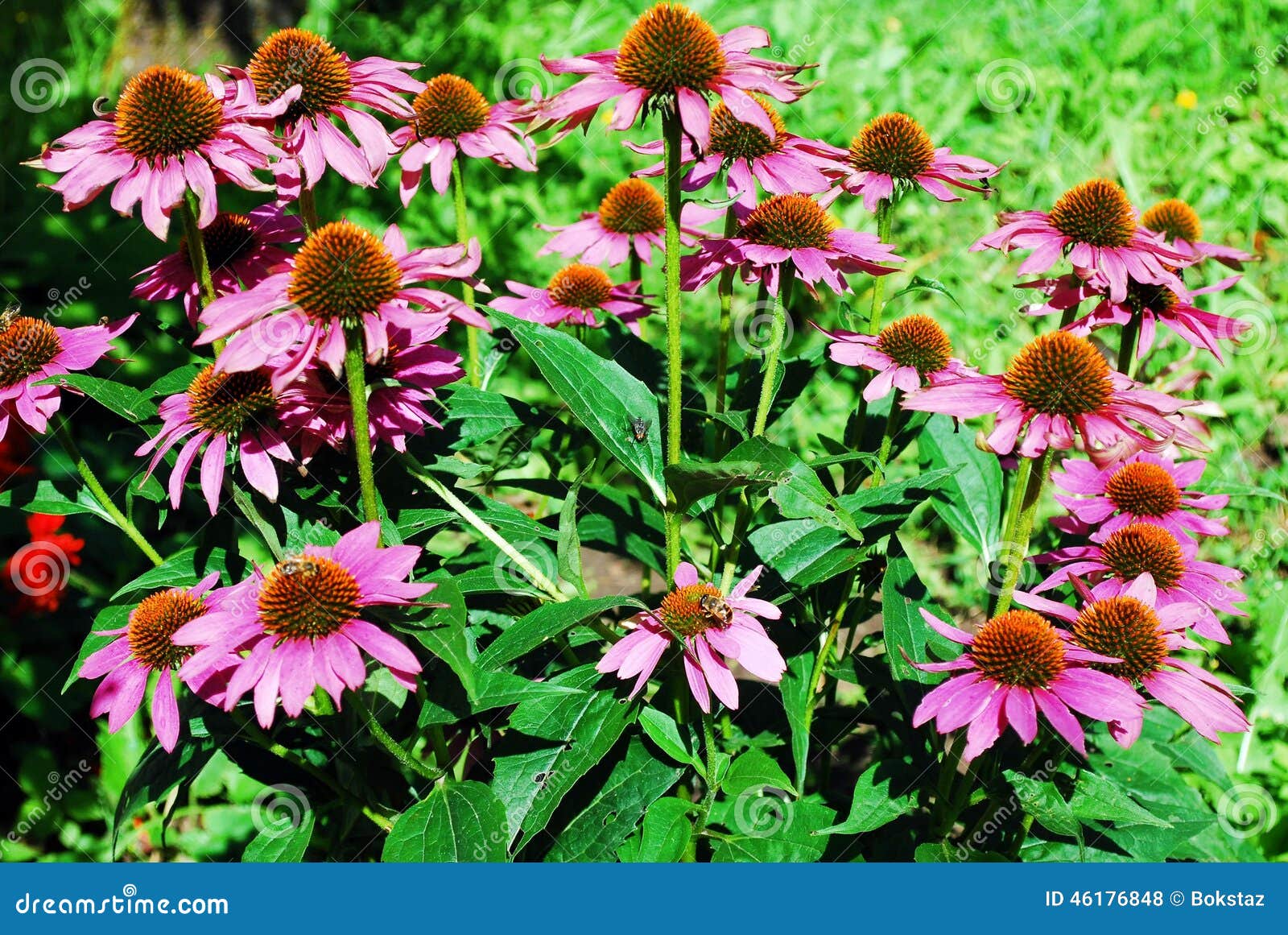 Echinacea Purpurea an Herb Stimulating the Immune System Stock Photo