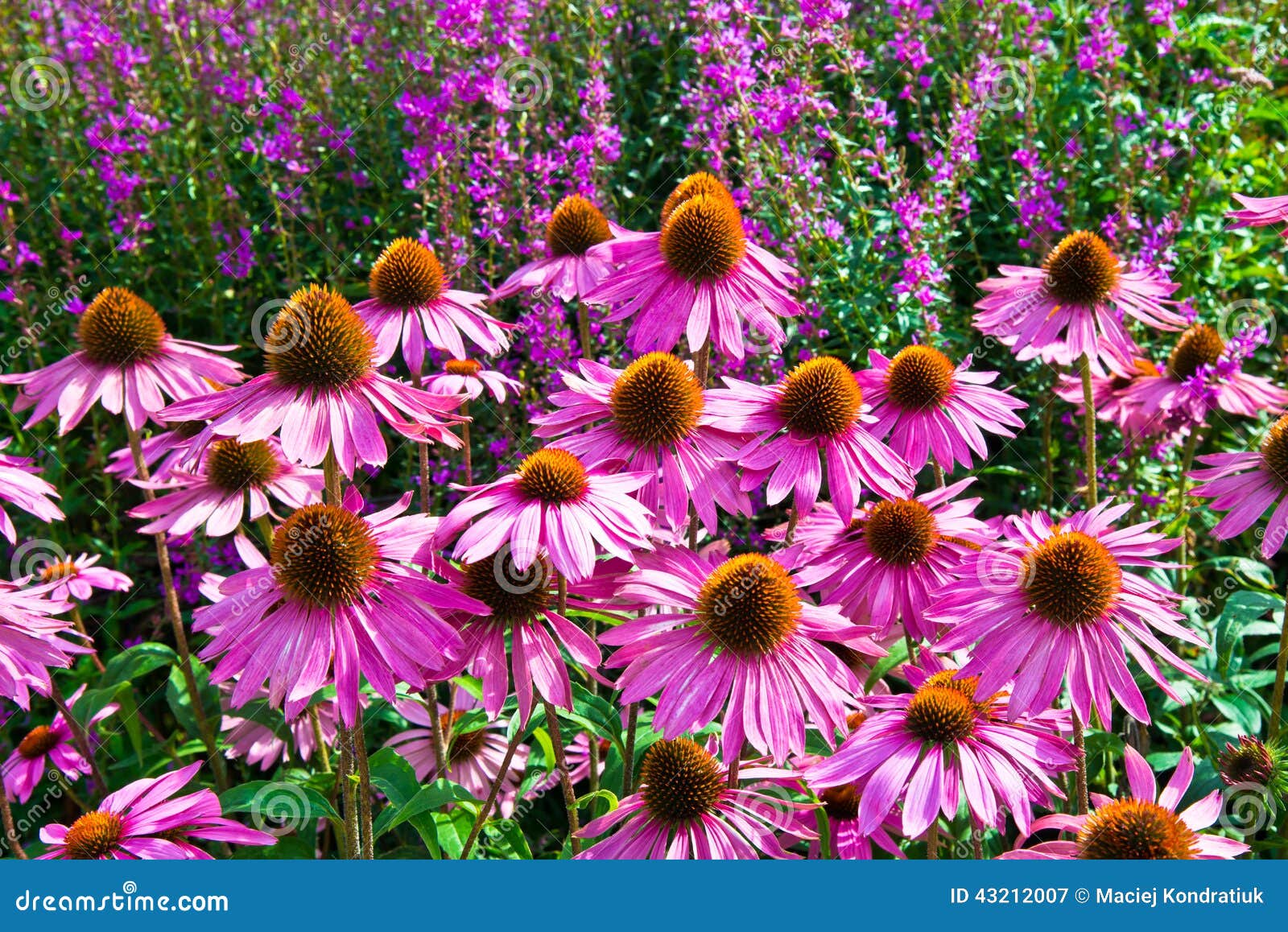 echinacea purpurea