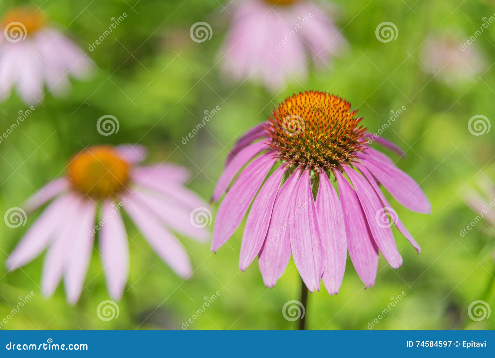Echinacea Purpurea Outdoors Stock Image Image of nature, outdoors