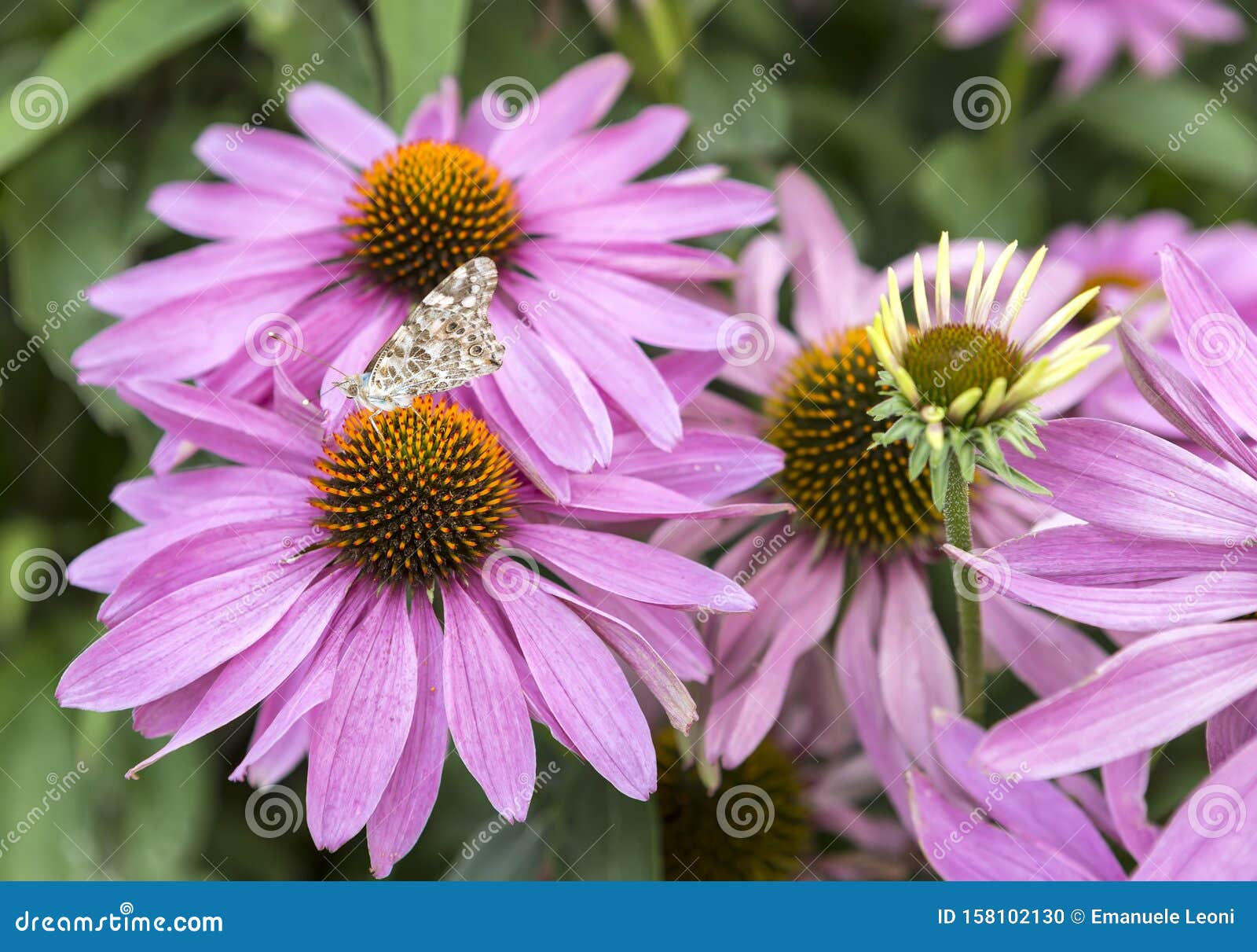 echinacea purpurea is a perennial herbaceous plant.it is a wild flower of compositae, named because its head is very similar to