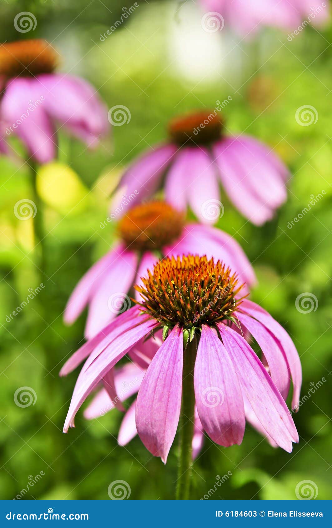 Echinacea purpurea plant stock image. Image of blooms 6184603