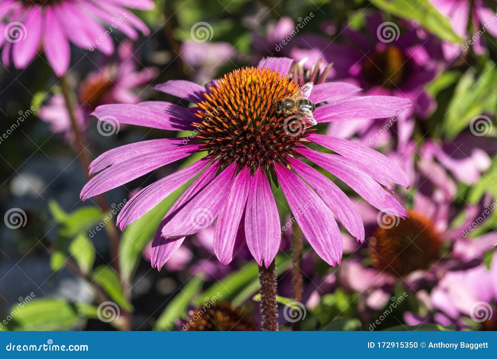 echinacea purpurea `praire splendor` with bee