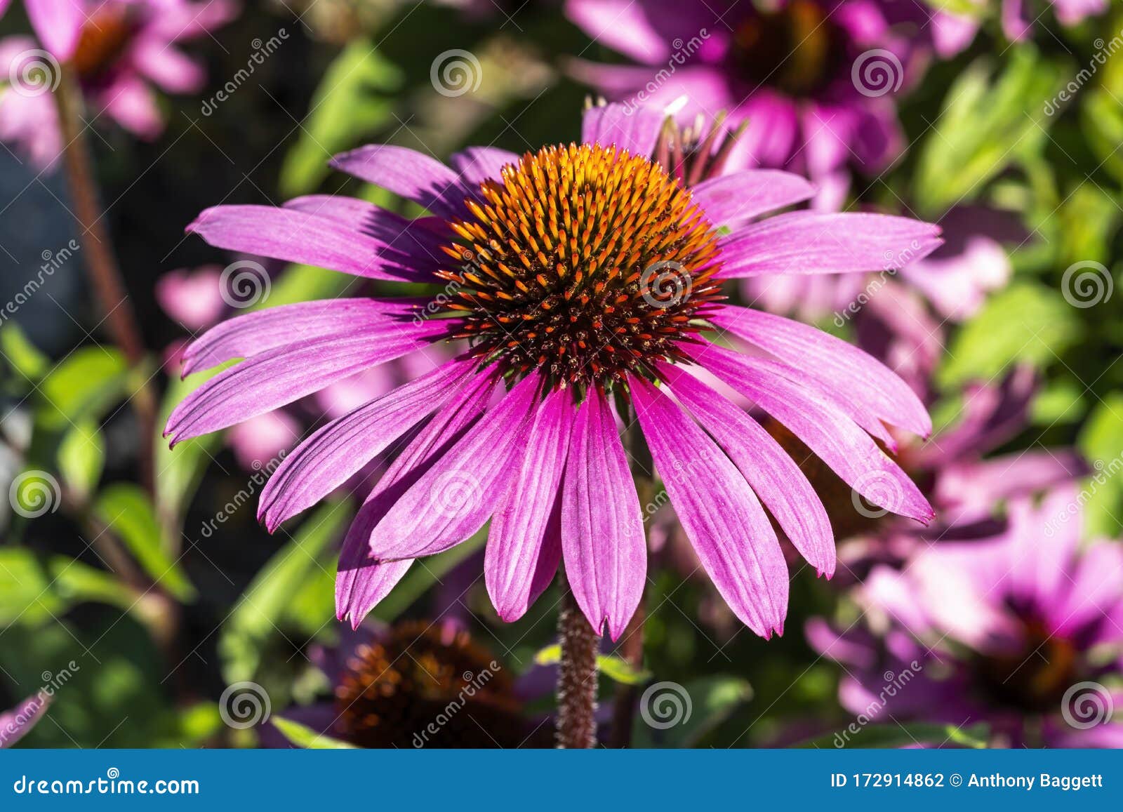 echinacea purpurea `praire splendor`