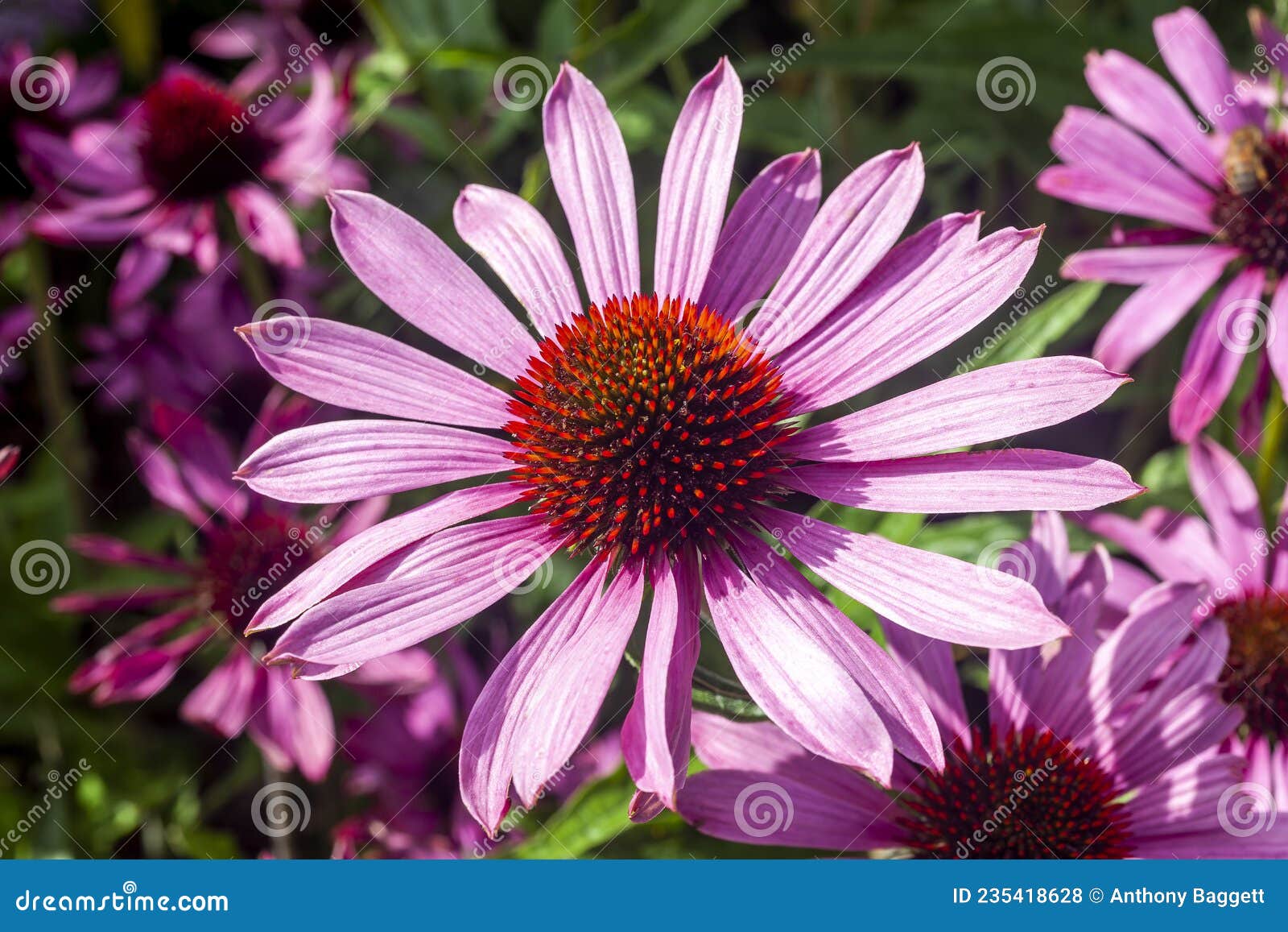 echinacea purpurea `praire splendor`