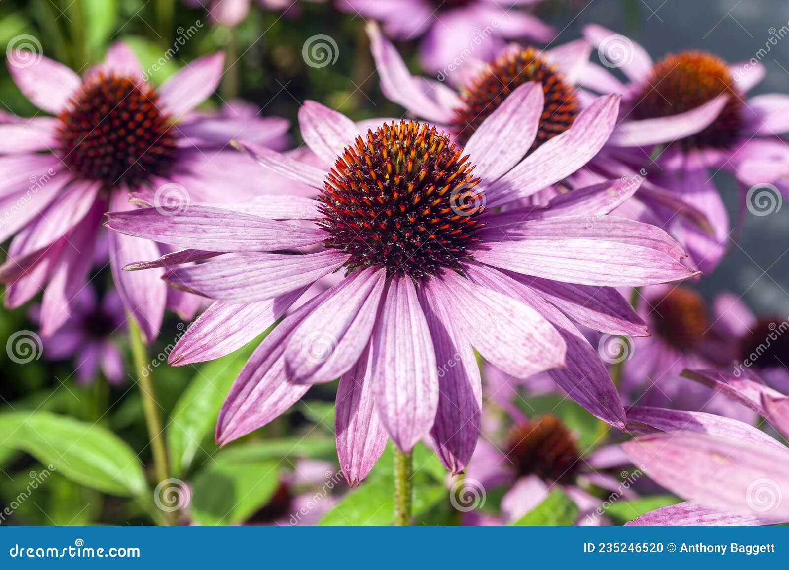 echinacea purpurea `praire splendor`