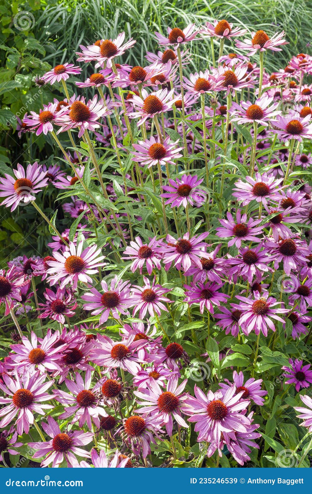 echinacea purpurea `praire splendor`