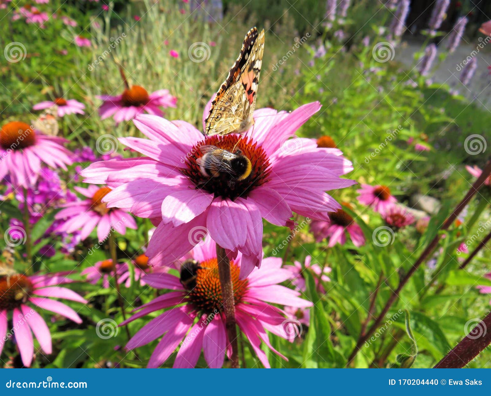 Echinacea Purpurea Purple Coneflower Bumblebee and Vanessa Cardui