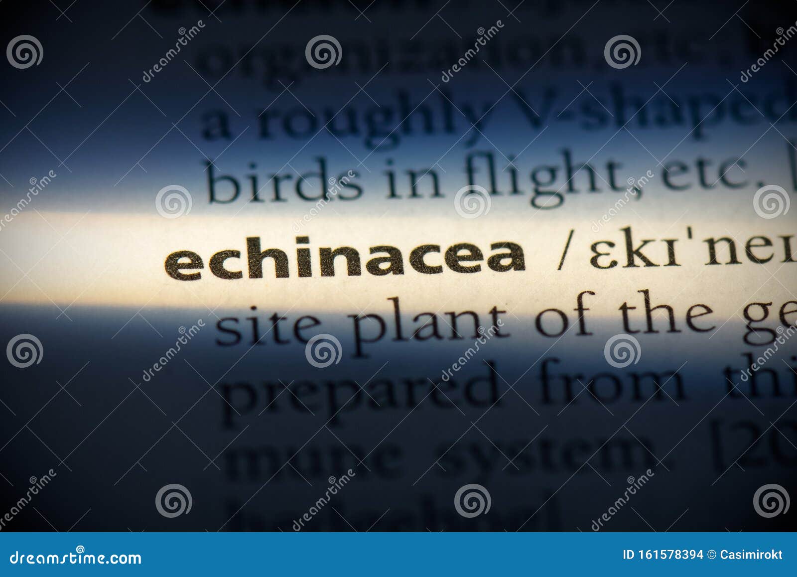 Echinacea stock photo. Image of detail, meaning, definition 161578394