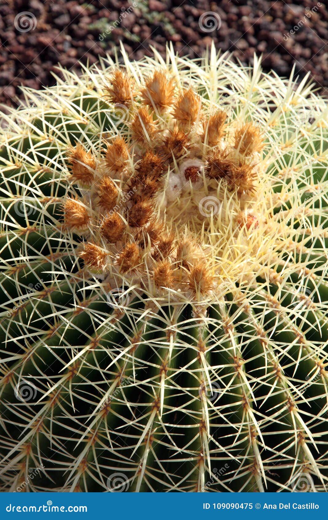 echinocactus grusonii cactus