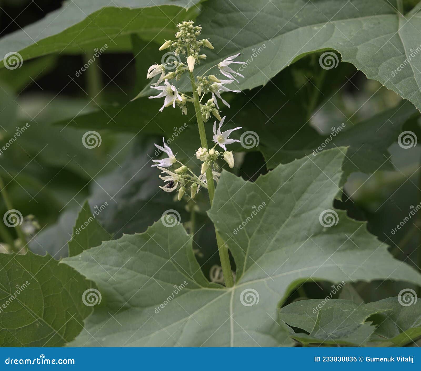 Echinocystis Lobata,wild Cucumber, Spiny Cucumber, Invasive Plant
