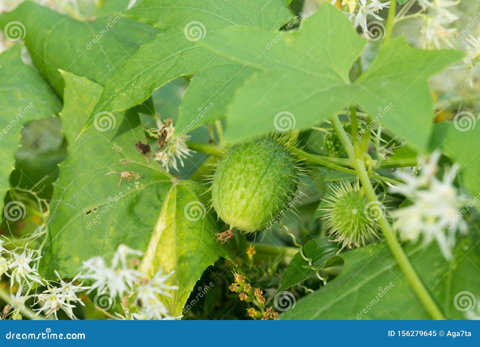 Echinocystis Lobata,wild Cucumber, Spiny Cucumber, Invasive Plant