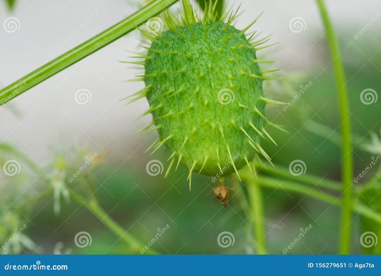 Echinocystis Lobata,wild Cucumber, Spiny Cucumber, Invasive Plant