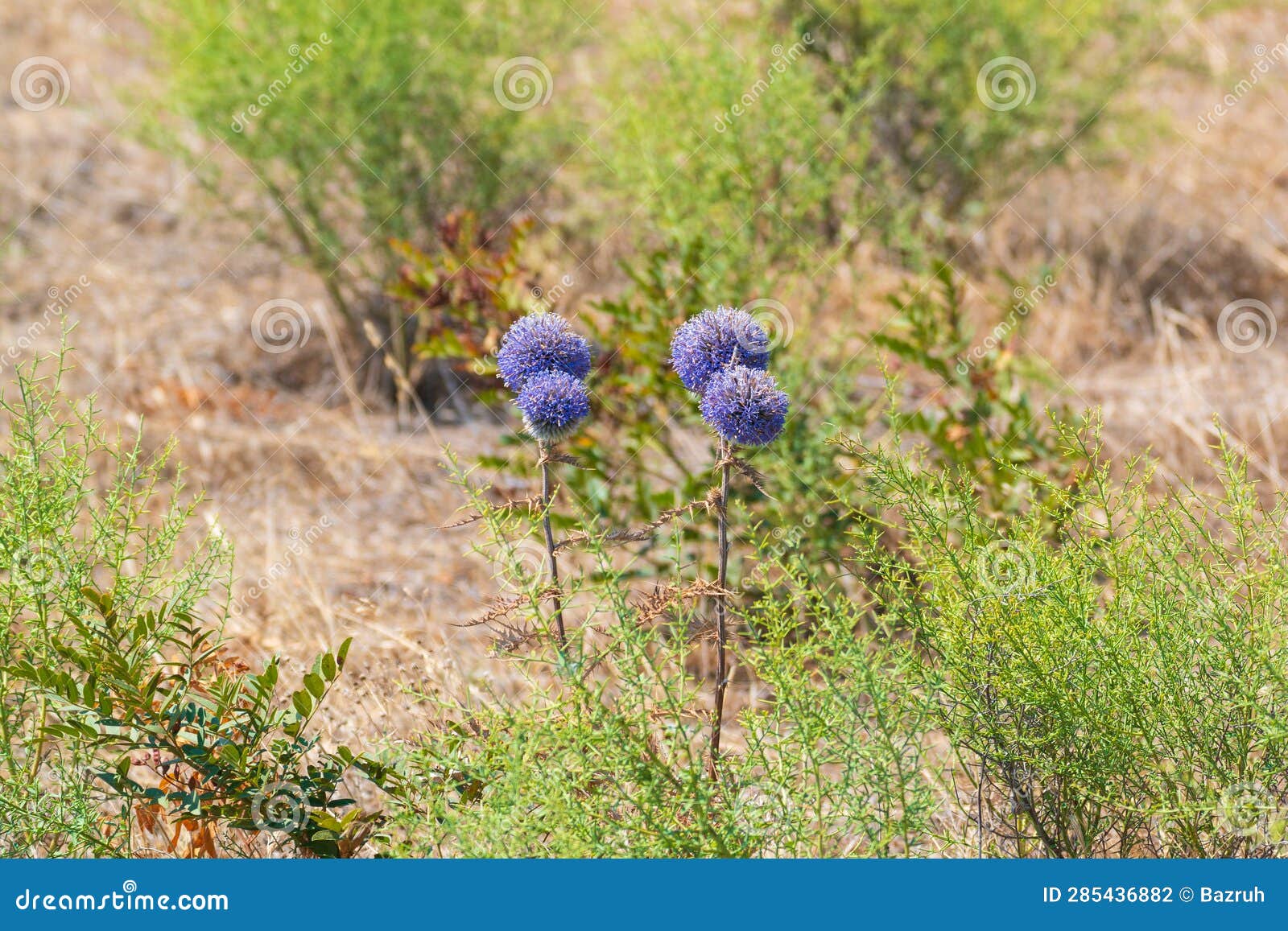 echinops ritro or violet globe thistle flowering in dry field