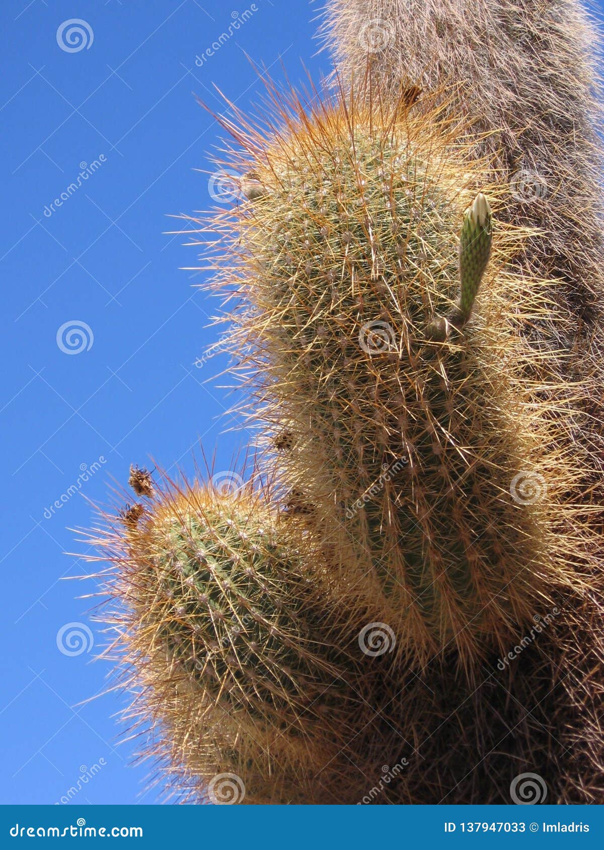Echinopsis Atacamensis, Giant Cactus, Bolivia Stock Image - Image of ...