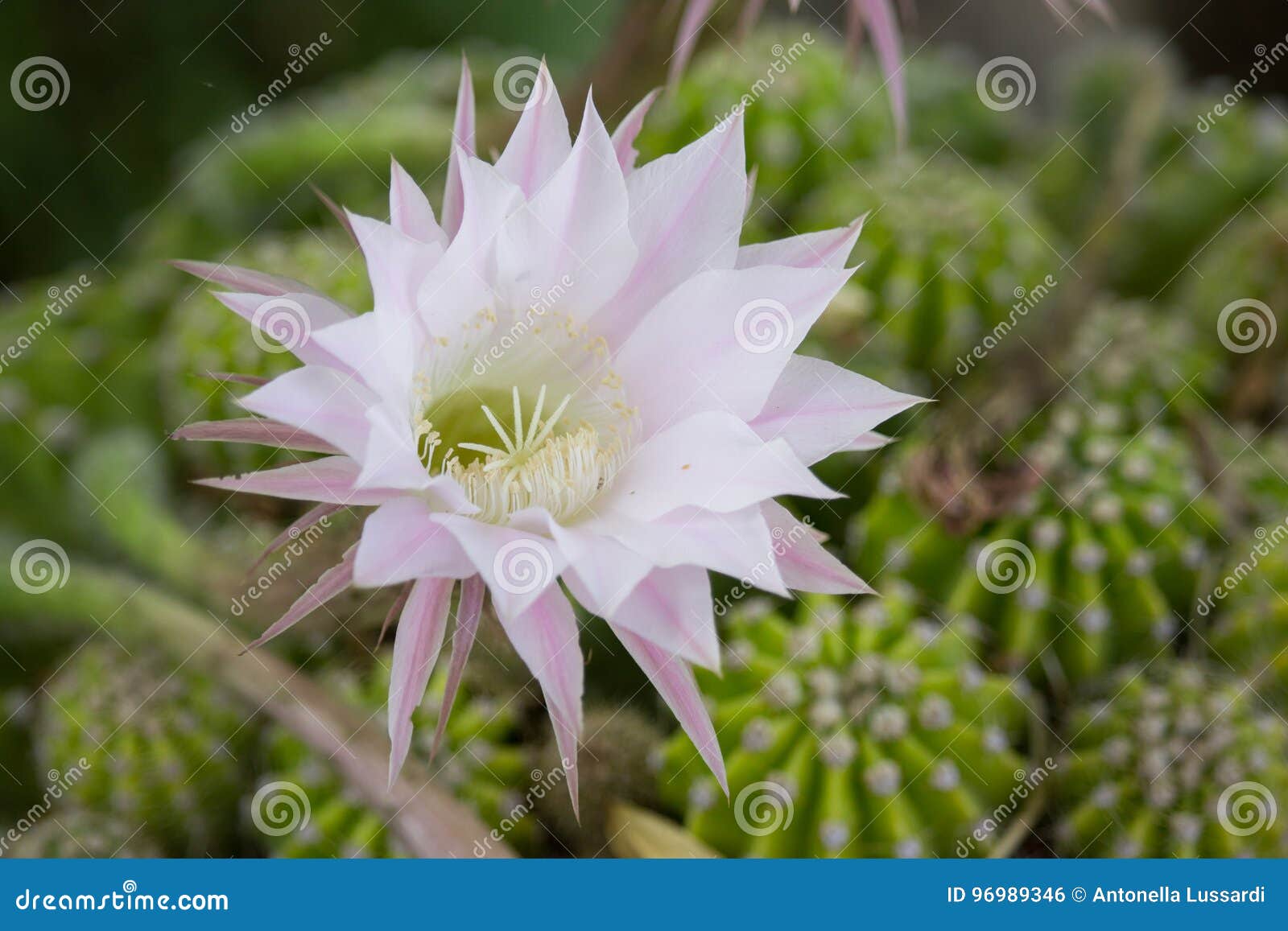 echinopsis flower