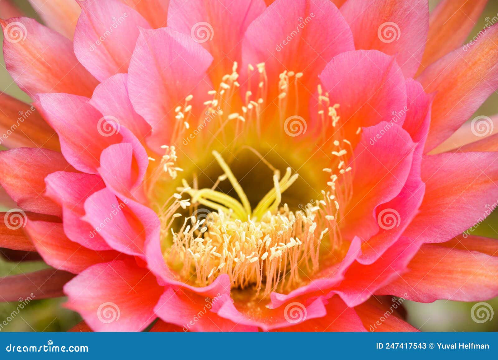 Echinopsis Flying Saucer Cactus in Bloom Stock Image - Image of