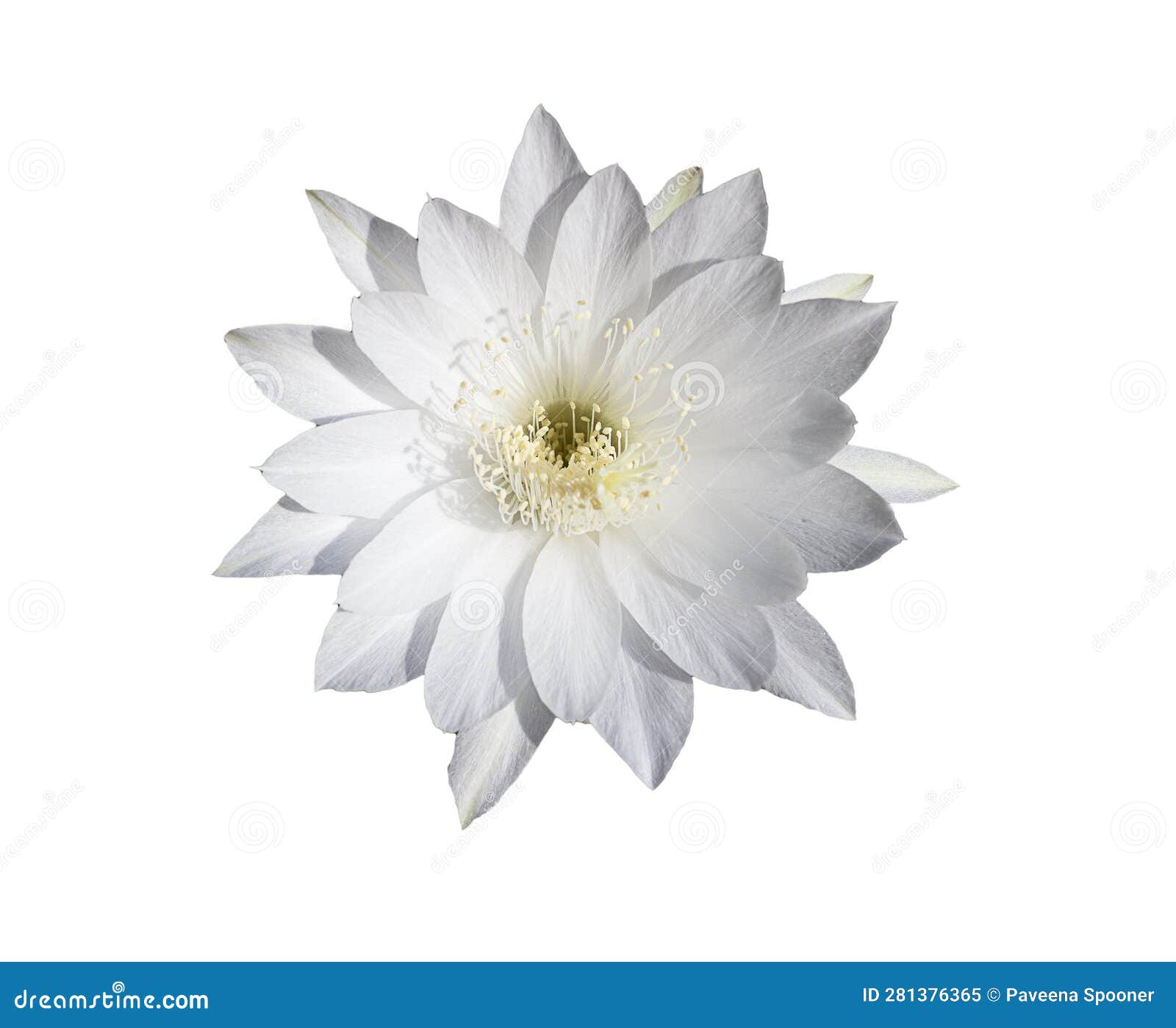 My Image 25