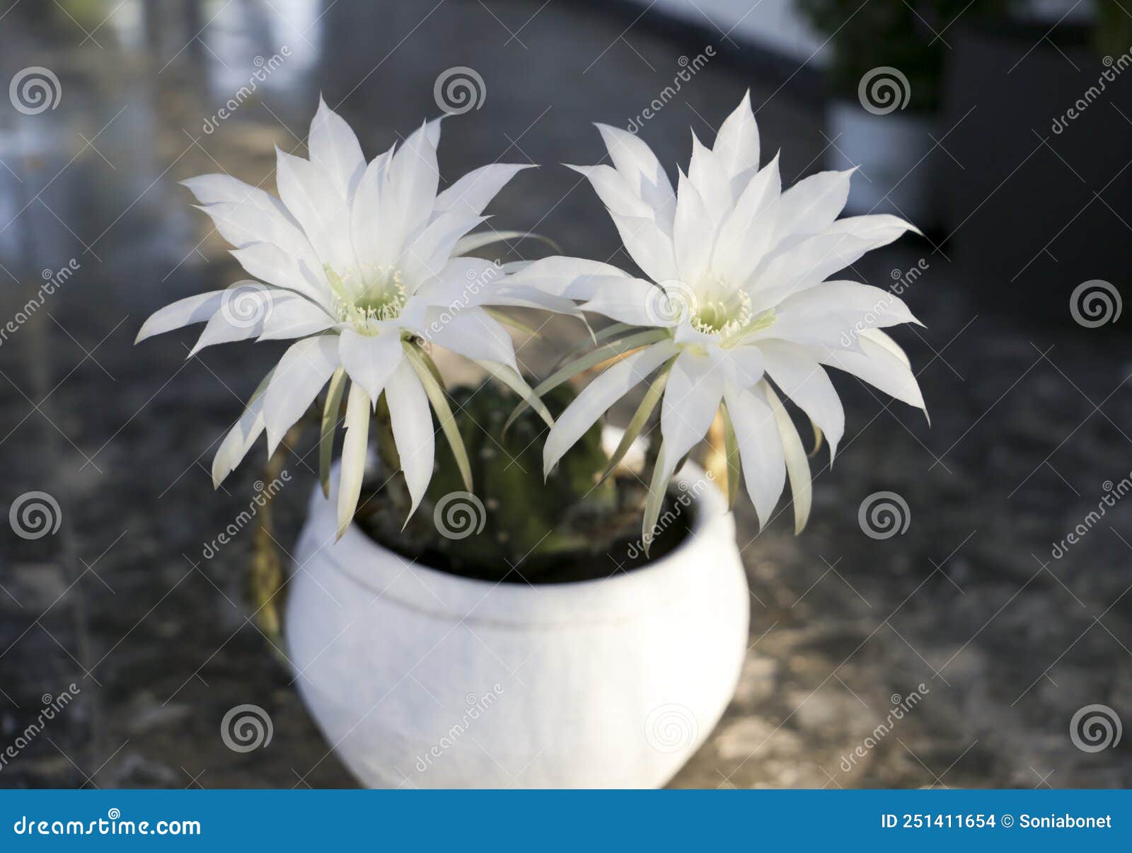 echinopsis subdenudata cardenas in bloom in the garden