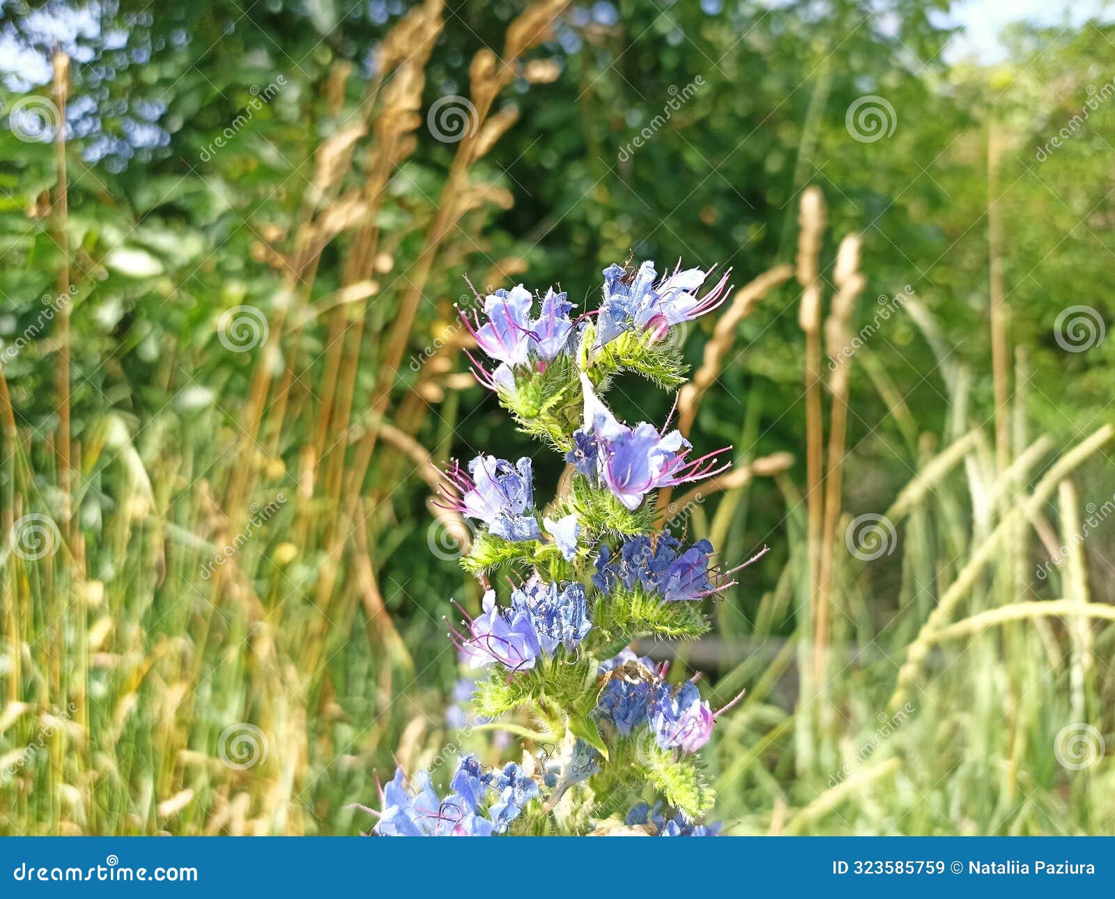 echium vulgare, known as viper's bugloss