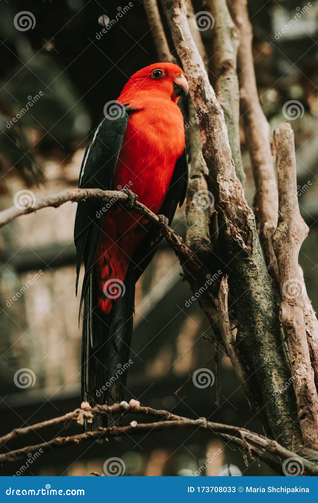 eclectus parrot, eclectus roratus sitting on a tree branch with sunshine pouring overhead. close up of a tropical bird in natural