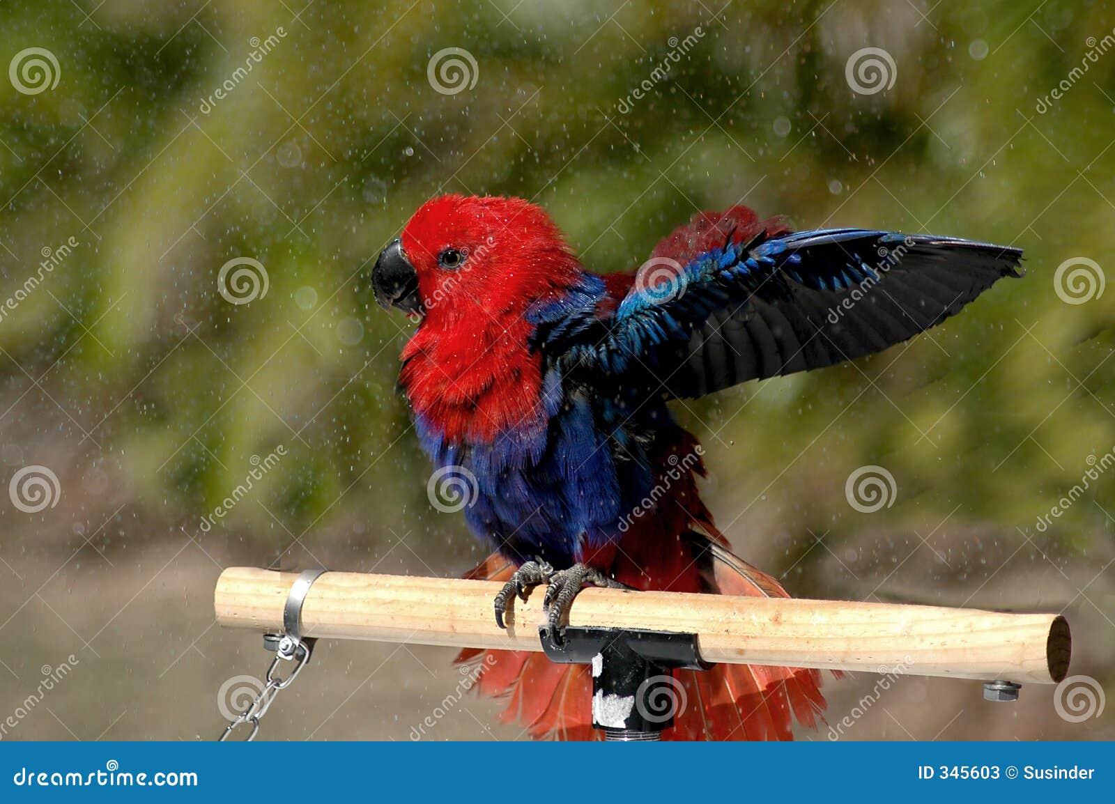 Eclectus Parrot Showering stock image. Image of bird, eclectus 345603