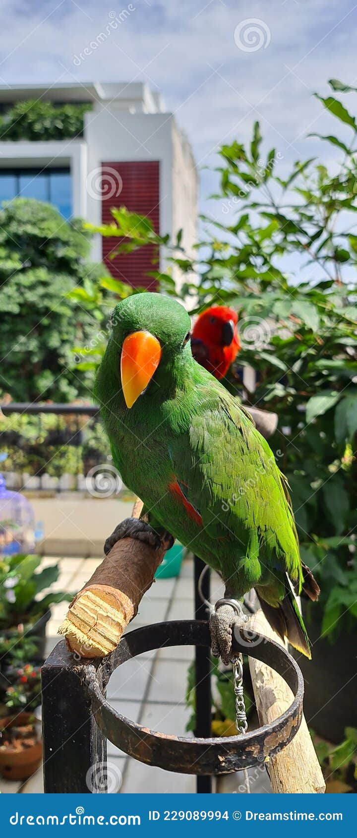 Eclectus Parrots on Outdoor Perch Stock Photo Image of parrot, flower