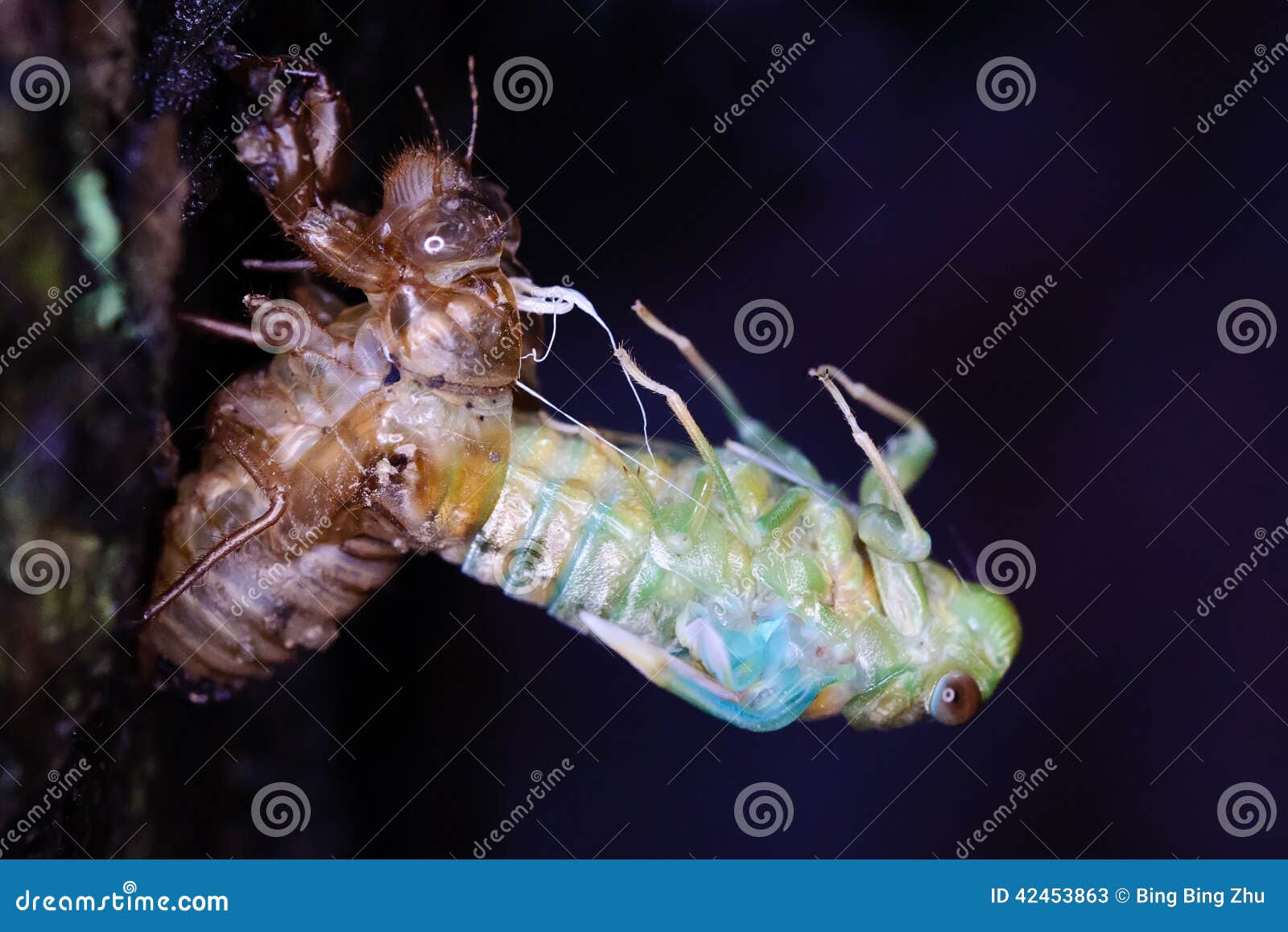 the eclosion of a cicada