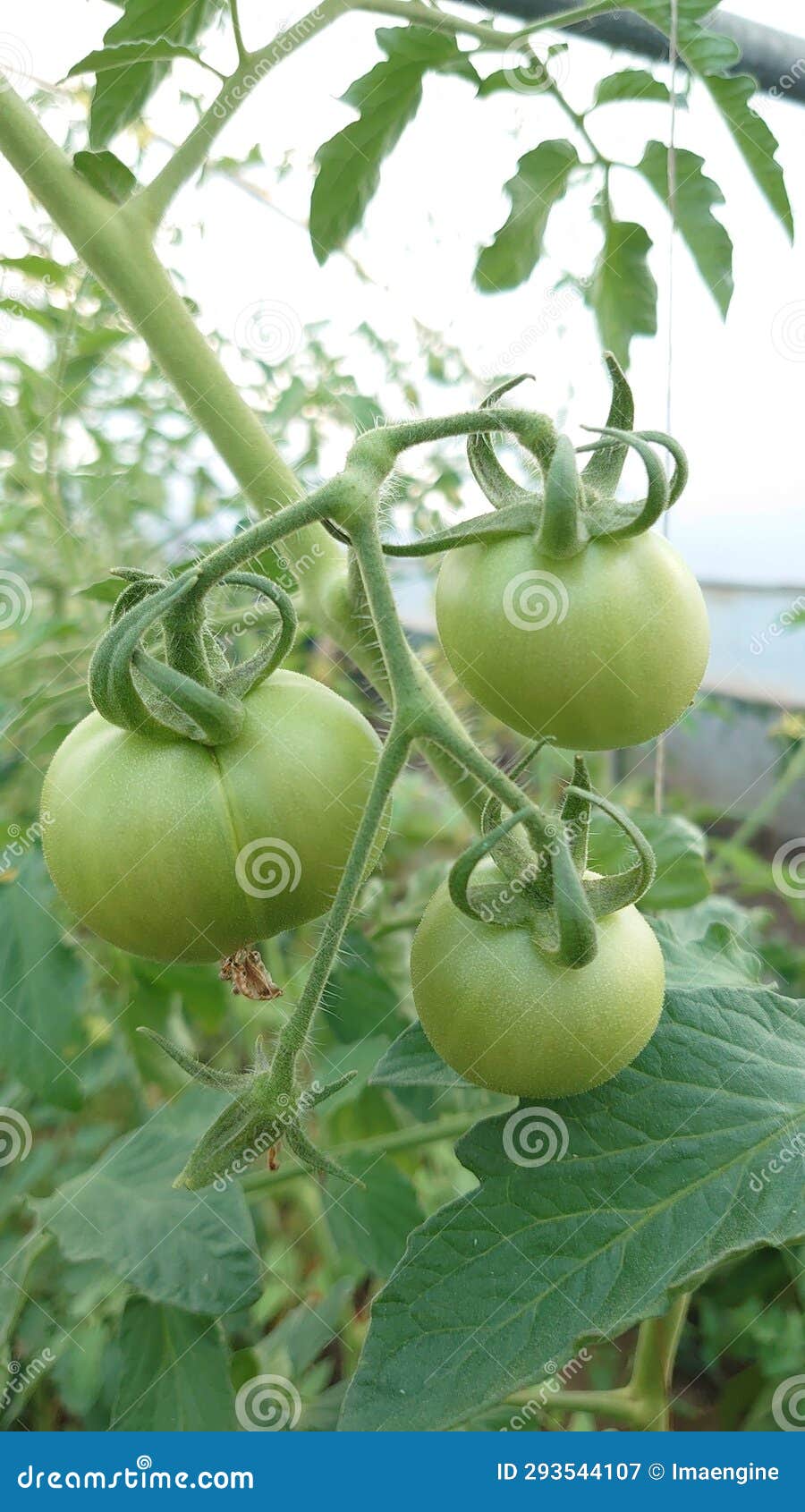eco agriculture - fruits and vegetables cultivated with bio standards - tomatoes, eggplant and peppers