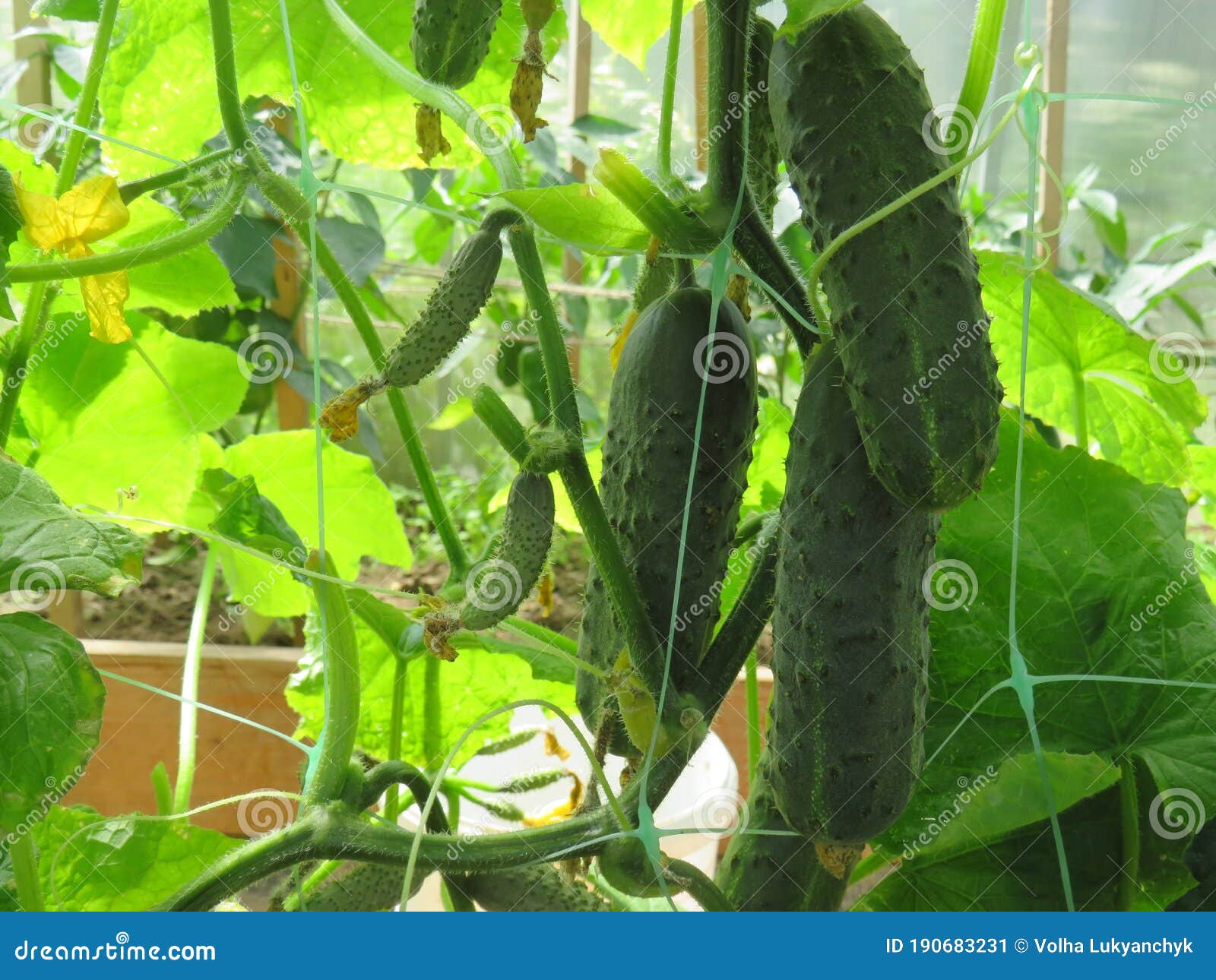 eco-farming. cucumbers in the greenhouse