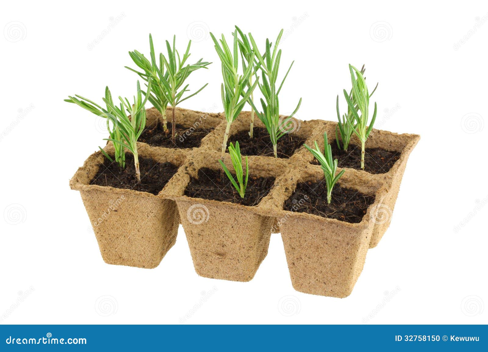 Eco Friendly and Biodegradable Plant Pots Stock Photo Image of conservation, biodegradable