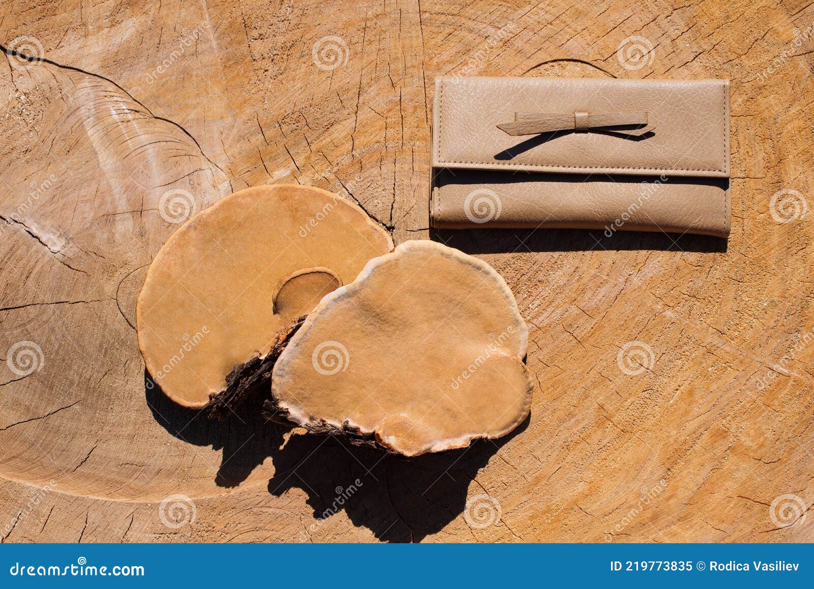 Concept of Mushroom leather - woman handbag and brown tree mushrooms.  Sustainable textile made from mushrooms mycelium, zero waste lifestyle, eco  vegan skin, bio based alternative to leather Stock Photo