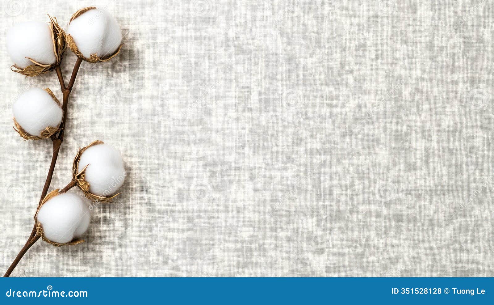 eco-friendly cotton branch top view on sustainable fabric
