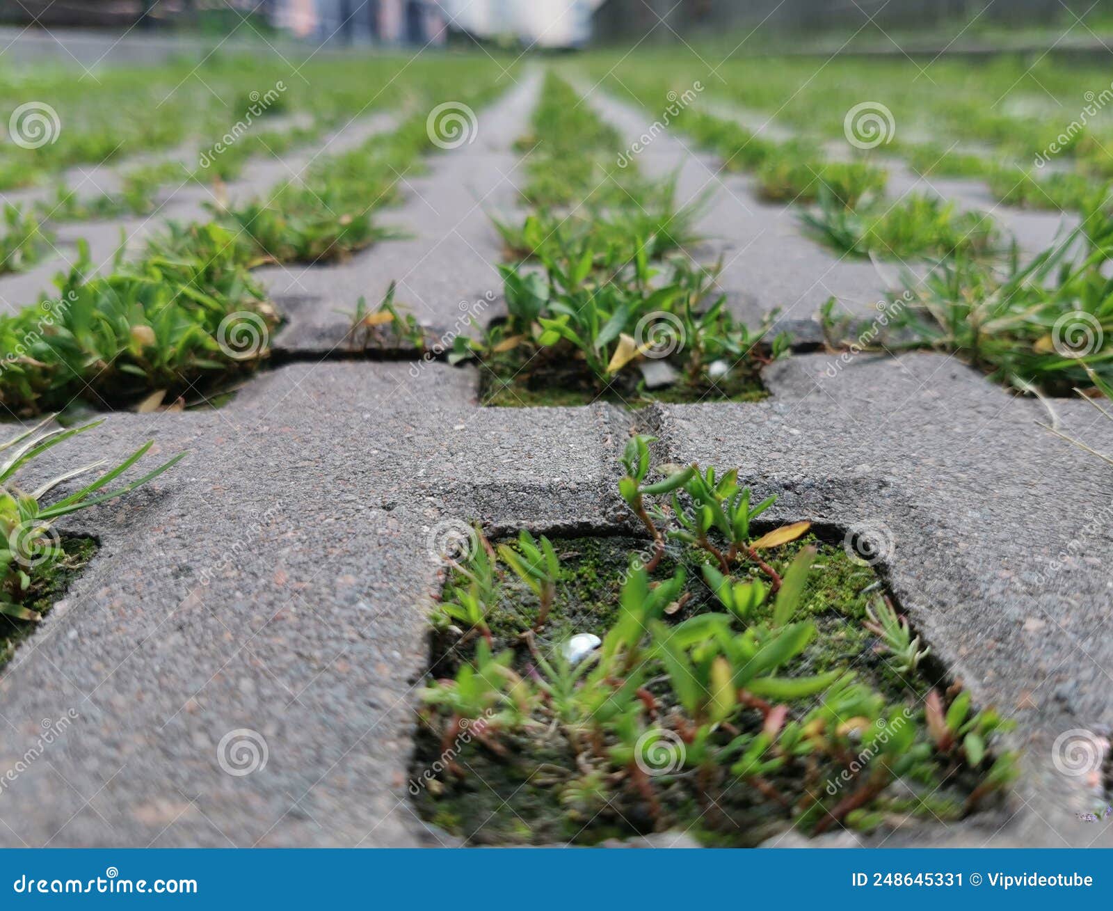 Eco Lawn, Green Grass Grows on an Eco Lawn in the City Stock Image