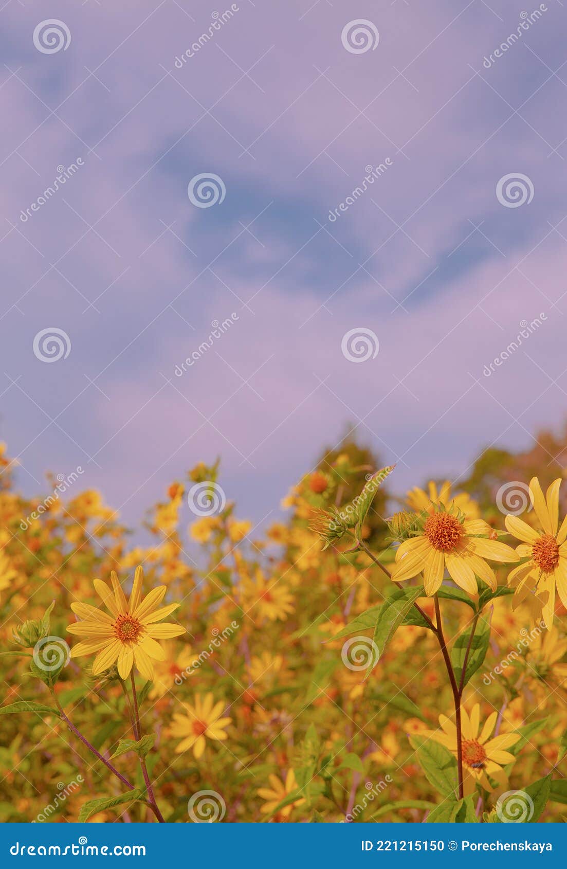 Eco, Nature, Plant Lover Background. Yellow Flower Aesthetic Wallpaper.  Summer Time Concept Stock Photo - Image of aesthetic, wallpaper: 221215150