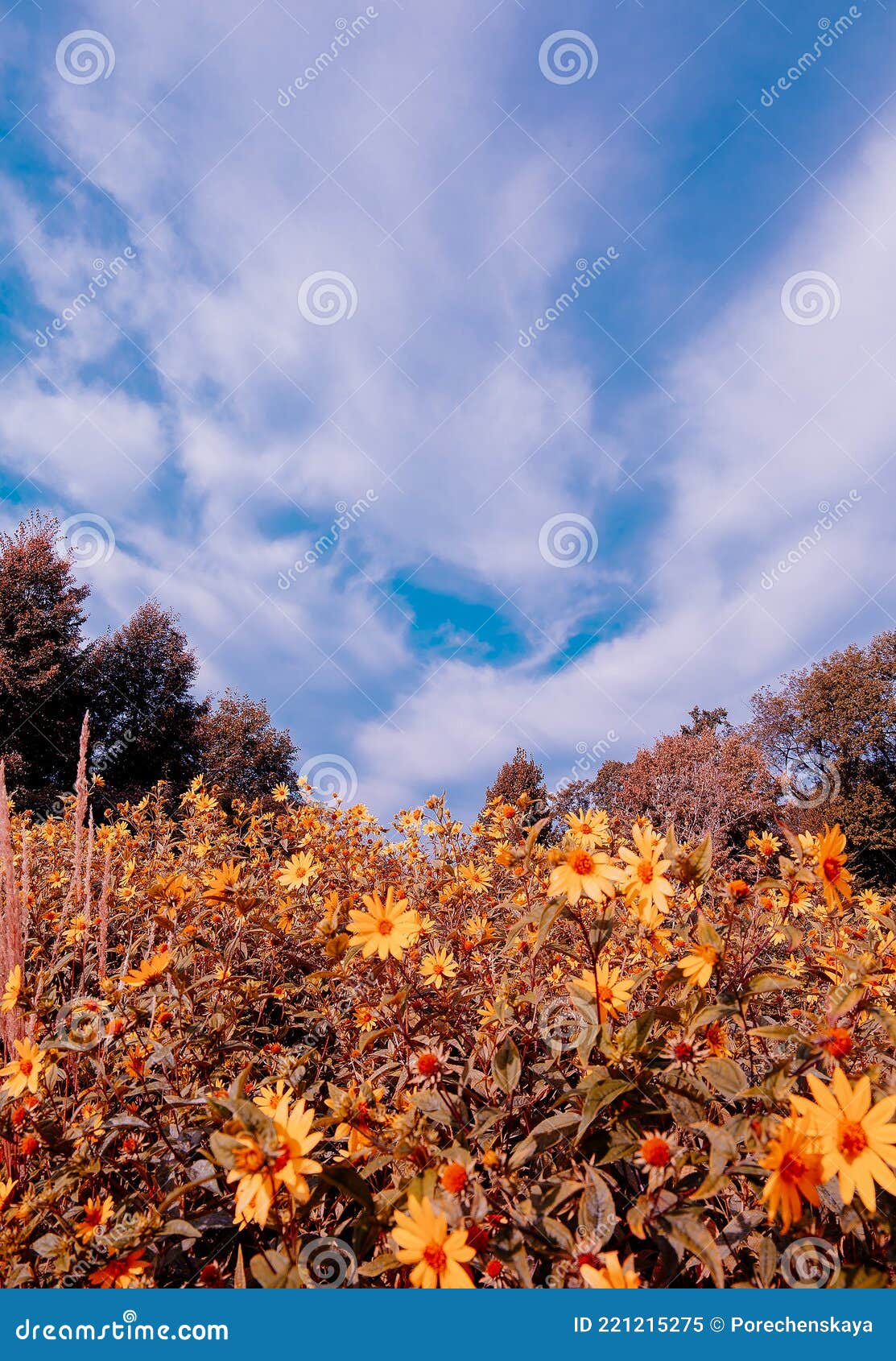 Eco, Nature, Plant Lover Background. Yellow Flower Aesthetic Wallpaper.  Travel. Slovenia Stock Image - Image of pattern, beautiful: 221215275