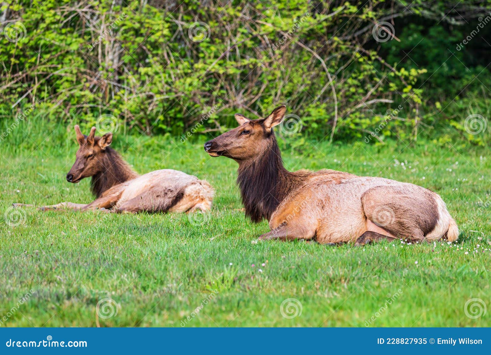 Roosevelt Elk in Ecola State Park on the Oregon Coast Stock Image
