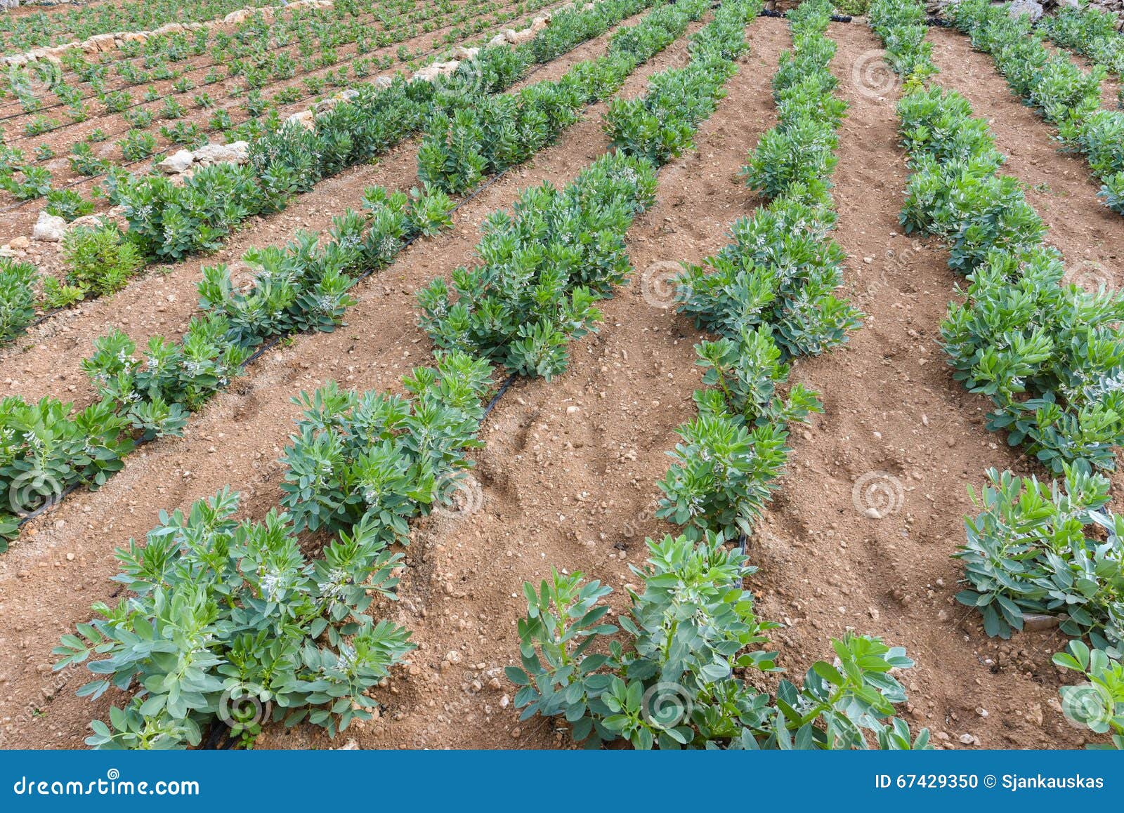 Ecological bean field stock photo. Image of growth, agriculture 67429350