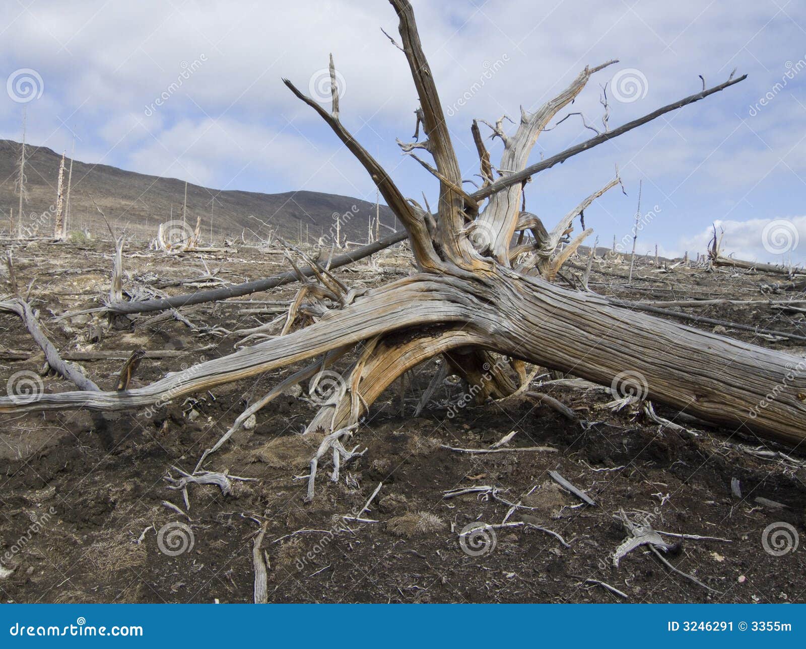 Ecological catastrophe stock image. Image of damage, deforestation