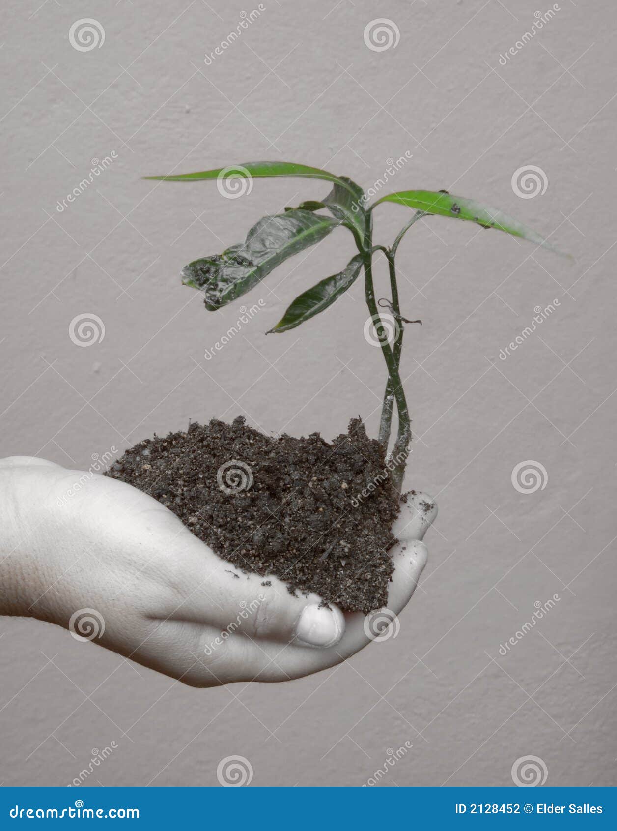 Ecological Conscience Stock Photo Image Of Palm Growth 2128452 Ecological Conscience Stock Photo Image Of Palm Growth 2128452