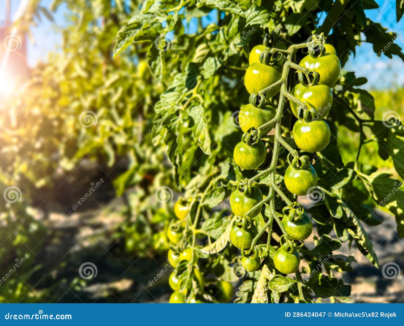 Ecological Plantation of Ripening Tomatoes Basking in the Rays of the
