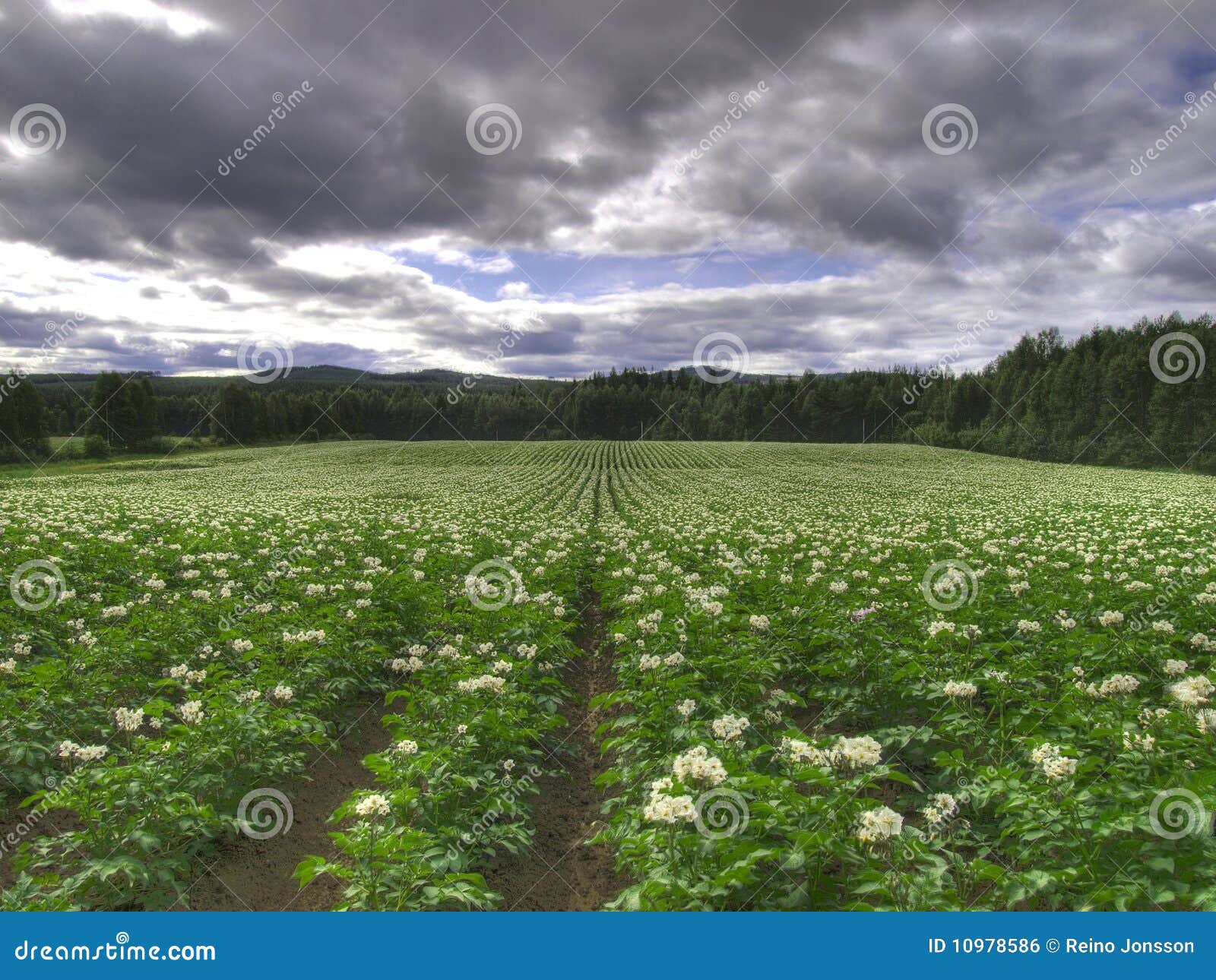 ecological potato field