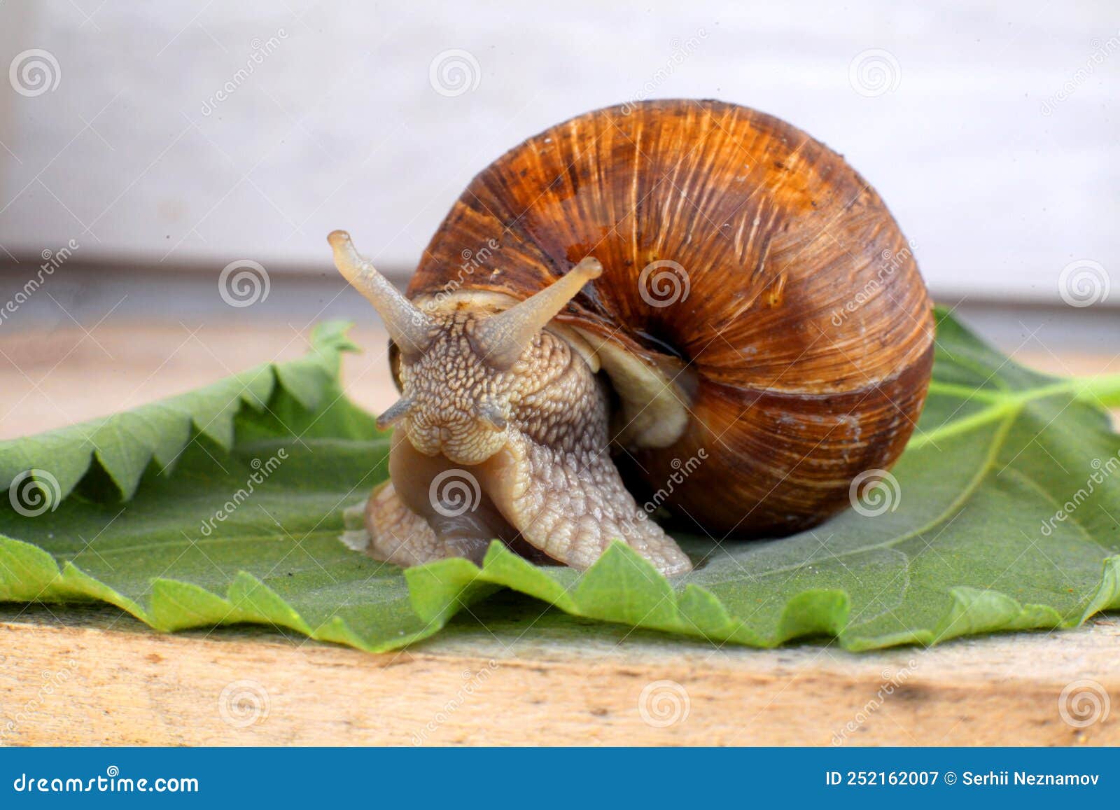 Ecological Snail. Farm for Growing Grape Snails. Snail Closeup on a