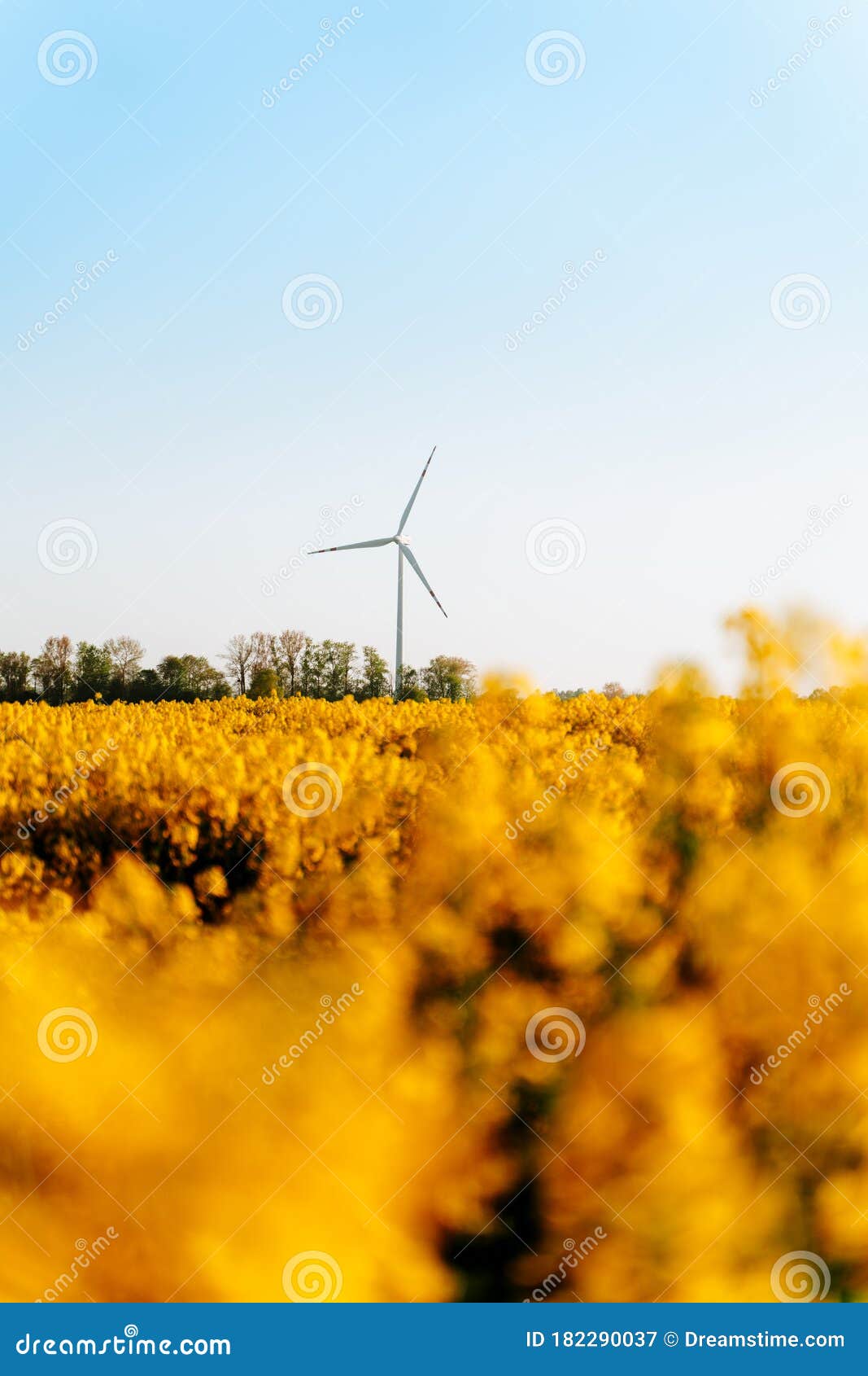ecological windmill, in the rape field