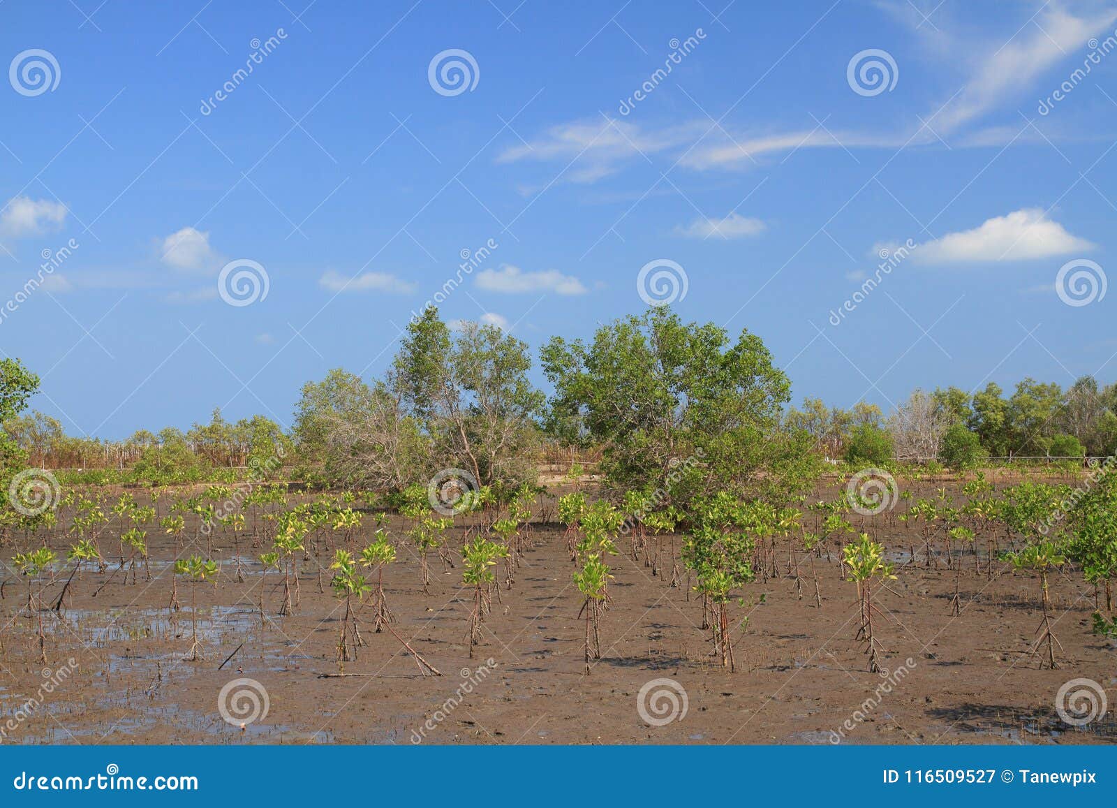 Ecología verde del mangle y fondo al aire libre del paisaje del cielo azul