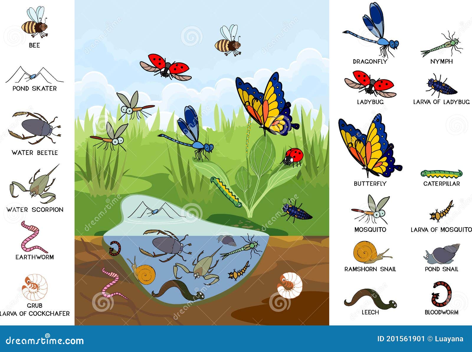 Ecosysteem Van De Vijver. Insecten En Andere Ongewervelde Dieren in Hun ...