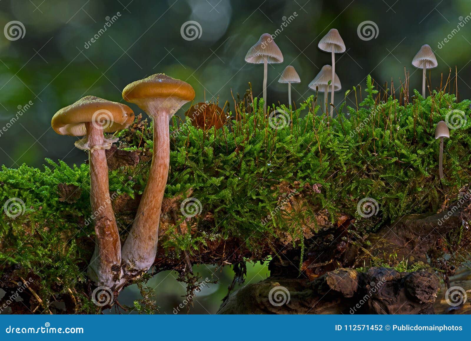 Ecosystem, Fungus, Vegetation, Mushroom Picture. Image 112571452